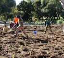 Tree Plantation Perth Australia