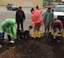 tree plantation indianapolis usa