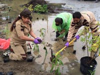 tree plantation indianapolis usa