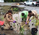 tree plantation indianapolis usa