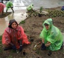 tree plantation indianapolis usa