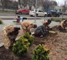 Tree Plantation Indiana USA