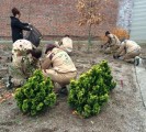 Tree Plantation Indiana USA