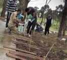 Tree Plantation Melbourne Australia