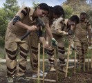 Tree Plantation to make earth green