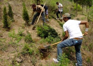 tree plantation drive in china