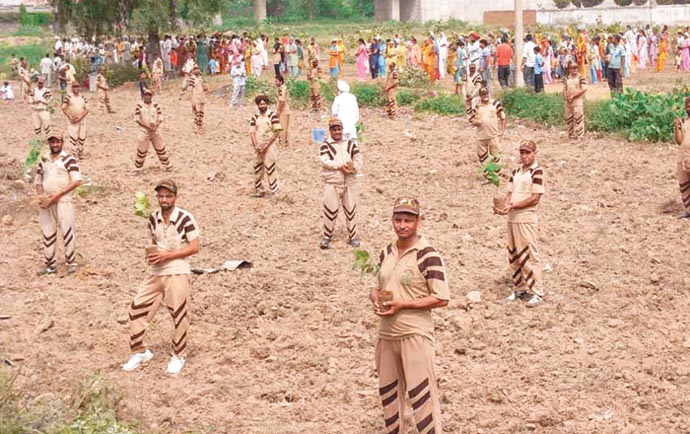 tree plantation august 2011